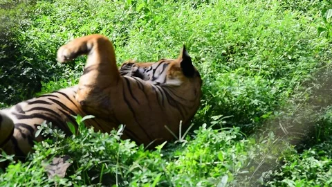 BENGAL TIGER Video stock 98488354