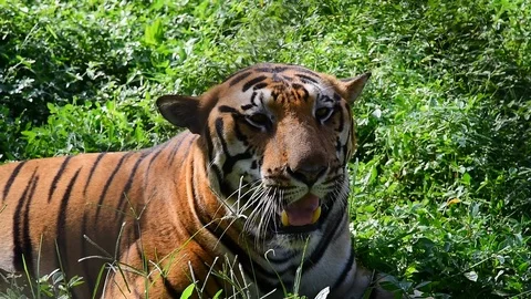 BENGAL TIGER Video stock 98533179