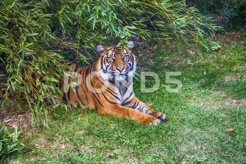 Bengal tiger in the forest Stock Photos