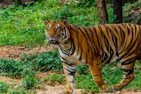 Bengal Tiger in forest Stock Photos