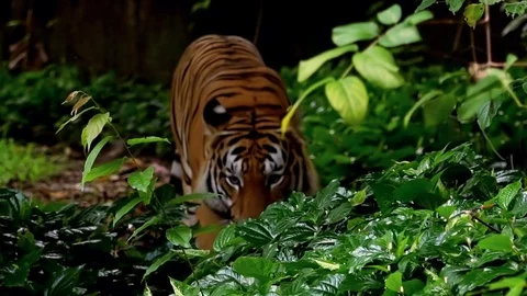 Bengal tiger going through tropical jungles. Dangerous hunter in wilderness Stock Footage 112761908