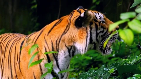 Bengal tiger going through tropical jungles. Dangerous hunter in wilderness Stock Footage 112761929