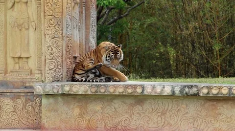 Bengal Tiger Grooming Video stock 49661978