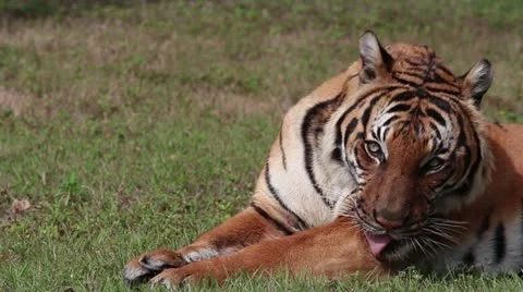 Bengal Tiger grooming itself. Stock Footage 22186937