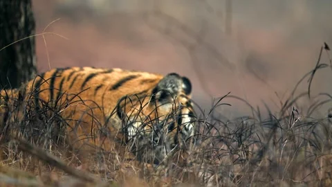 Bengal Tiger Hiding in Dry Grass 4k Close Up Telephoto Lens Wildlife Footage Vidéo 338255386