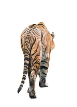 Bengal tiger isolated Foto stock