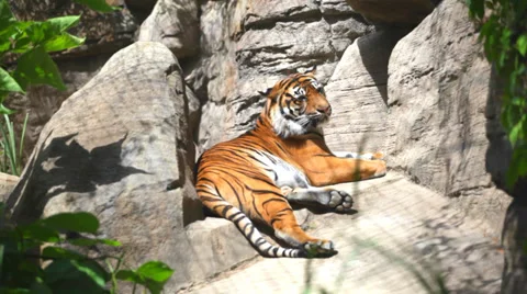 The Bengal tiger laying on rocks Stock Footage 33445879
