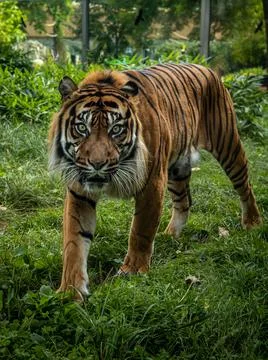 Bengal tiger looking at the camera. Stock Photos