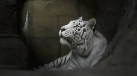 Bengal tiger lying in dark cave and looking up Stock Footage 64934330