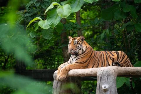 Bengal tiger lying  down Foto stock
