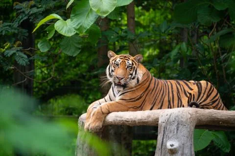 Bengal tiger lying  down Foto stock