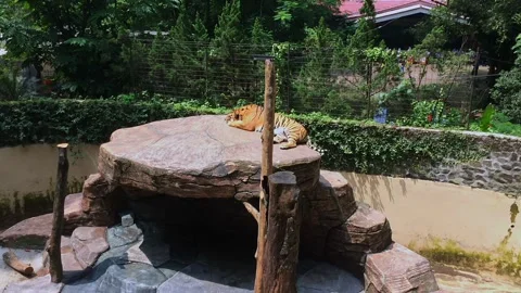 Bengal tiger lying down resting on large rock platform in zoo enclosure Vídeo Stock 347727731