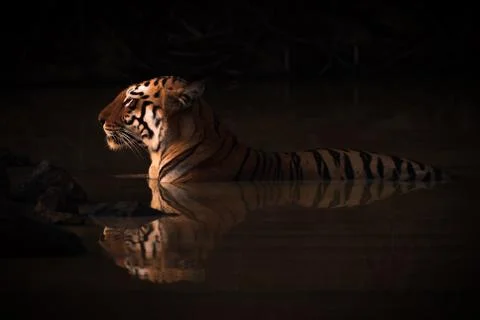 Bengal tiger lying in shadowy water hole Stock Photos