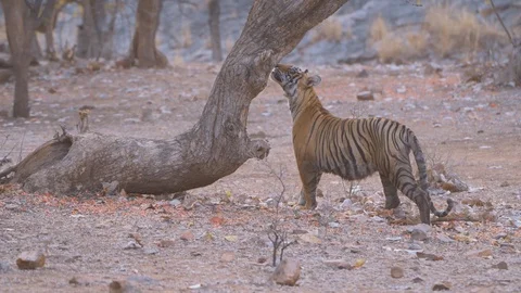 Bengal tiger marking territory Stock Footage 88394282