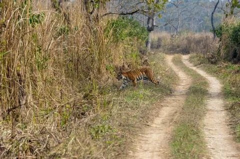 Bengal Tiger in Nepal Stock Photos