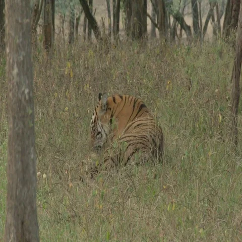 Bengal Tiger (Panthera tigirs tigris) ly... | Stock Video | Pond5