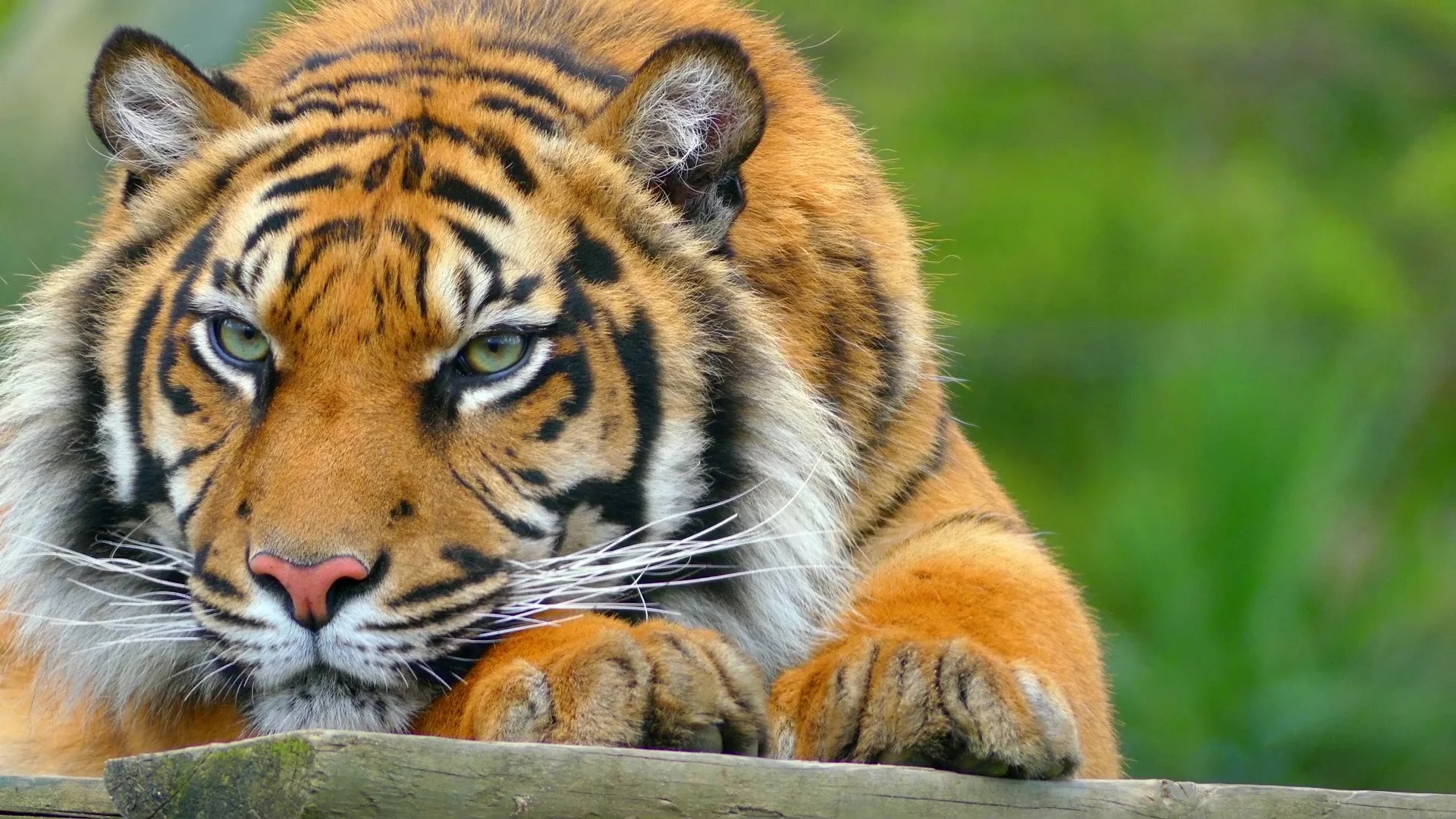 Sunbean tiger