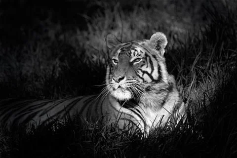 Bengal tiger Stock Photos