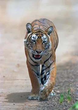Bengal tiger Foto stock