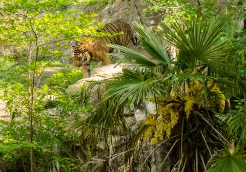 Bengal Tiger Stock Photos