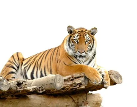 Bengal tiger Foto stock