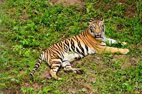 Bengal tiger Foto stock