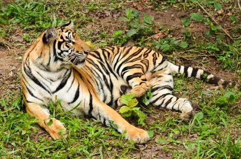 Bengal tiger Foto stock