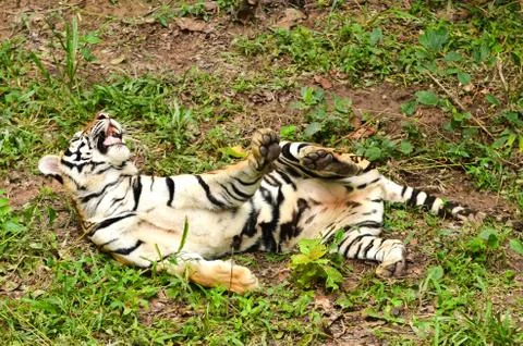Bengal tiger Stock Photos