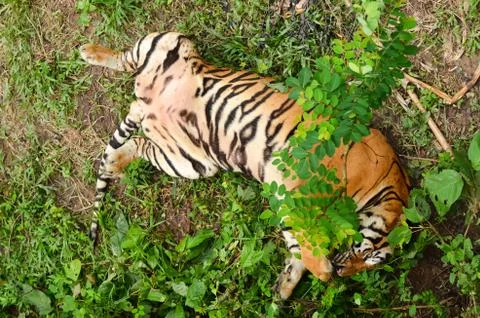 Bengal tiger Stock Photos