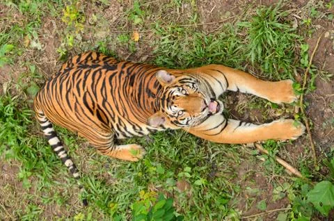 Bengal tiger Foto stock