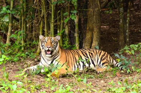 Bengal tiger Foto stock