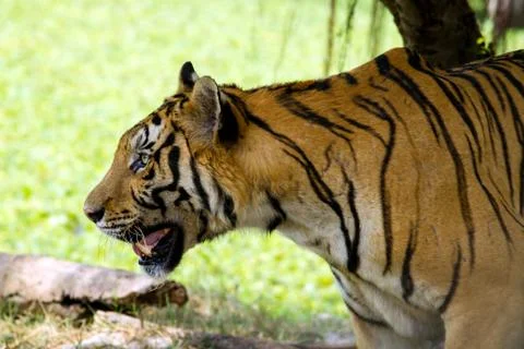 Bengal tiger Stock Photos