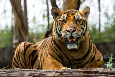 Bengal tiger Stock Photos
