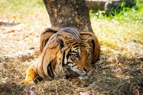 Bengal tiger Stock Photos