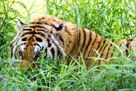 Bengal tiger Stock Photos