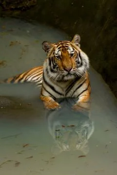 Bengal tiger Stock Photos