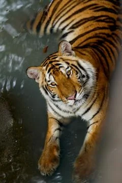 Bengal tiger Stock Photos