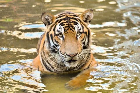 Bengal tiger Stock Photos
