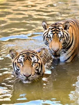 Bengal tiger 스톡 사진