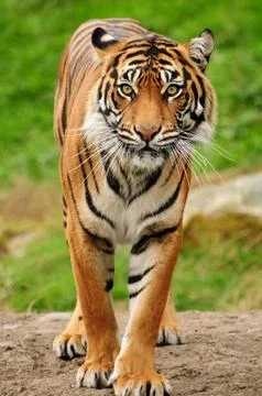 Bengal tiger Stock Photos