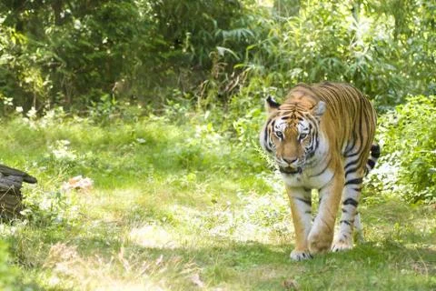 Bengal Tiger Stock Photos