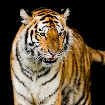 Bengal tiger Stock Photos