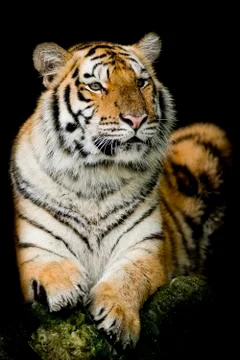 Bengal tiger Stock Photos
