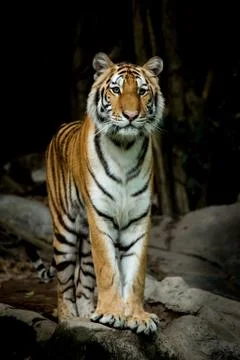 Bengal Tiger Stock Photos