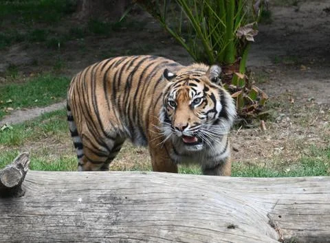 A Bengal tiger Stock Photos