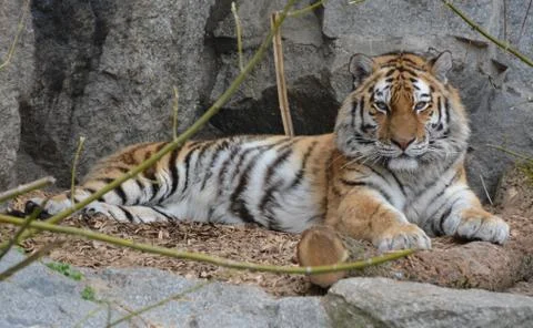 Bengal tiger Stock Photos
