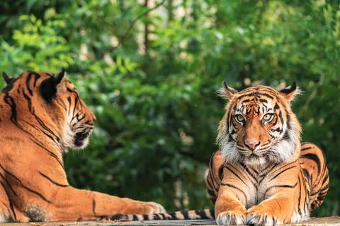 The Bengal tiger 스톡 사진