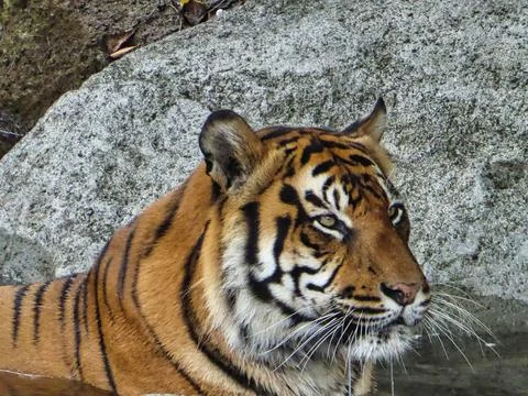 Bengal Tiger Stock Photos