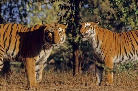 Bengal tiger Stock Photos