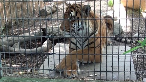 Bengal Tiger Reacts When Worker Approaches Cage Stock Footage 76010285